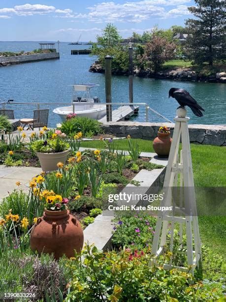 Image result for Crows Using Tools