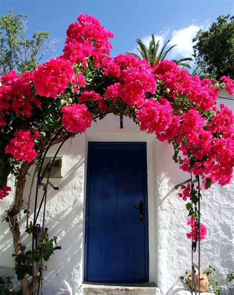 bougainvilleas over entrance | Colorful garden, Bougainvillea ...