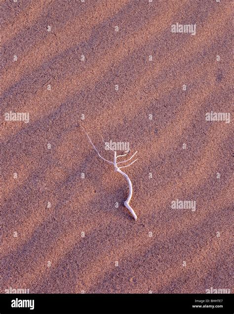 ARIZONA - Sand at Mohawk Dunes Stock Photo - Alamy