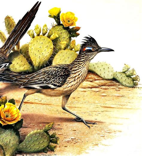 Arizona state bird and flower cactus wren heleodytes brunneicapillus ...