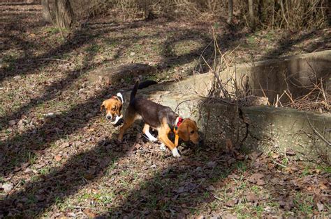 Image result for Rabbit Hunting without Dogs