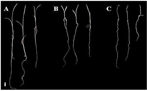Phytotoxicity of Quillaja lancifolia Leaf Saponins and Their ...