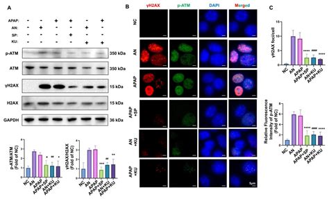 Adipose-Derived Mesenchymal Stem Cells Inhibit JNK-Mediated ...