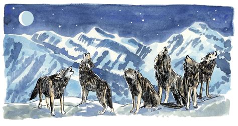 Image result for Introduction of Wolves in Yellowstone