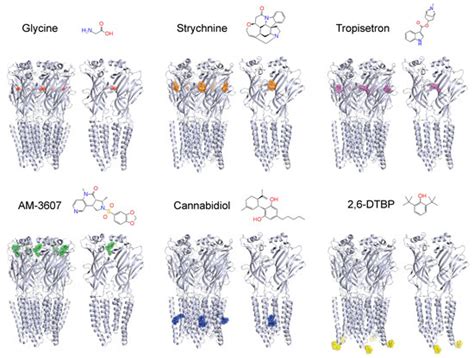 Glycine Receptors in Spinal Nociceptive Control—An Update
