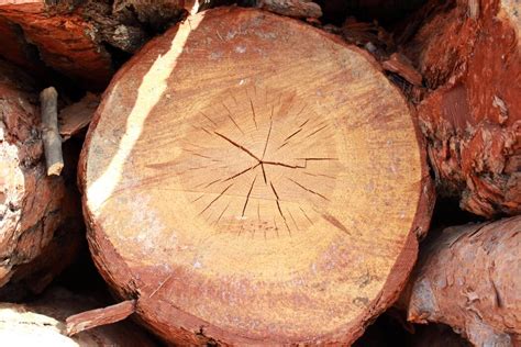 Image result for Cut Log