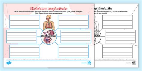 Mapa mental: El sistema respiratorio (teacher made) - Twinkl