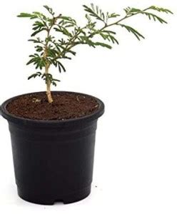 India Gardening Shami/Jand Plant Price in India - Buy India Gardening ...