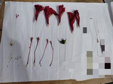 please show the dissection of Hibiscus Flower(Image) no links or ...