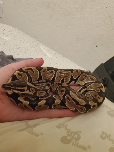 Ball Python Weight Gain 的图像结果