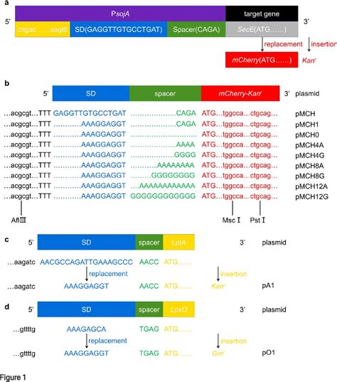 Figure 1 from The Sequence of the Ribosomal Binding Site Controls the ...