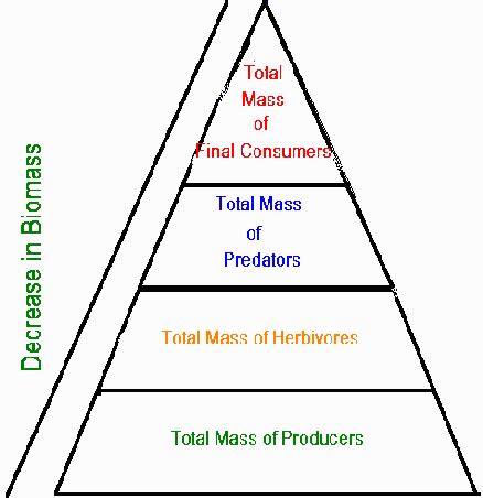 Draw a diagram to show various trophic levels up to fourth stage ...