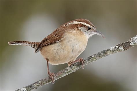 Carolina Wren | BirdForum