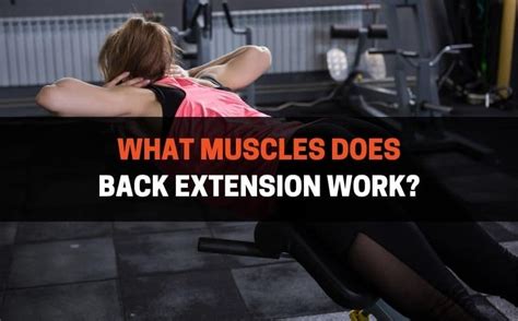 Back Extensor Muscles 的图像结果