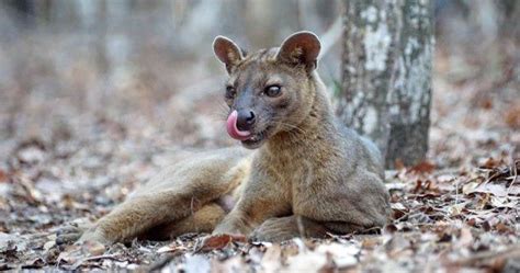 Image result for Adaptable Animals