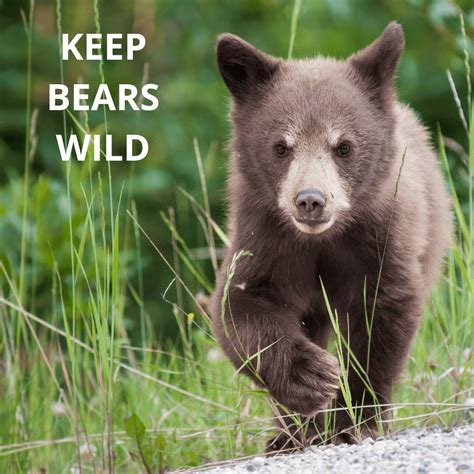 Lake Tahoe bears seeking food for winter - Sierra Nevada Alliance