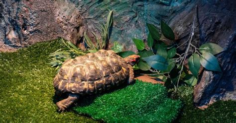 Image result for Tortoise Table