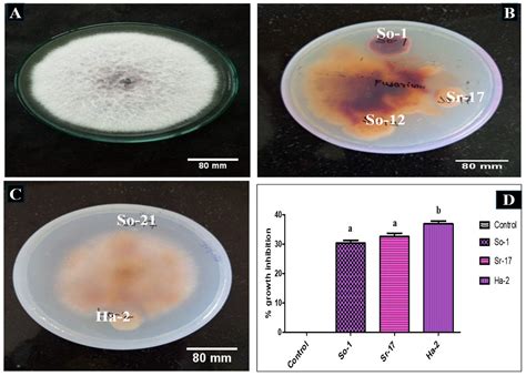 Evaluation of Stress-Tolerant Serratia and Enterobacter as PGPR for ...