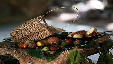 Currumbin Wildlife Sanctuary A Place for Nature Lovers