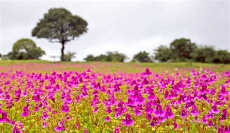 Kaas Pathar | Valley of Flowers | Kaas Plateau | From Mumbai