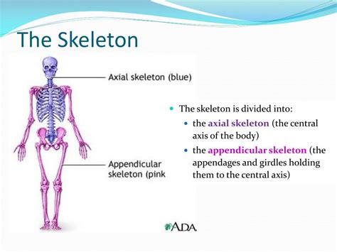 Image result for Bone Marrow Function