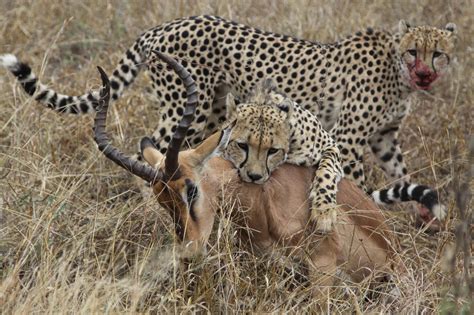 Predators Of Cheetahs