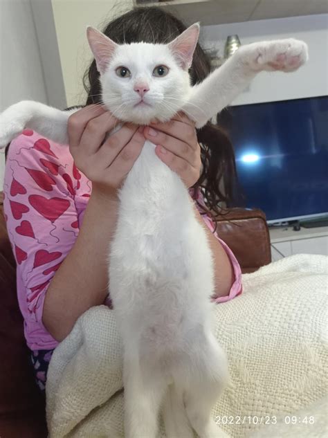 is this 3 month old kitten bloated or just fat? we took him to the vet ...