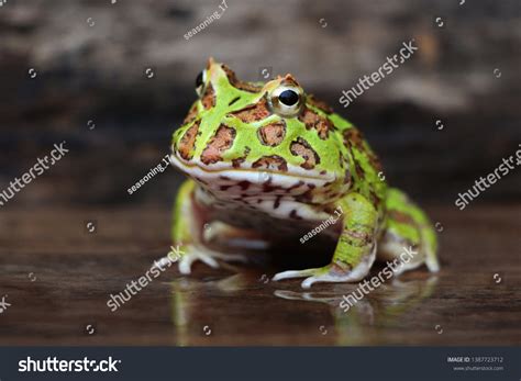 Cute Baby Amazonian Horned Frog Nature Stock Photo 1387723712 ...