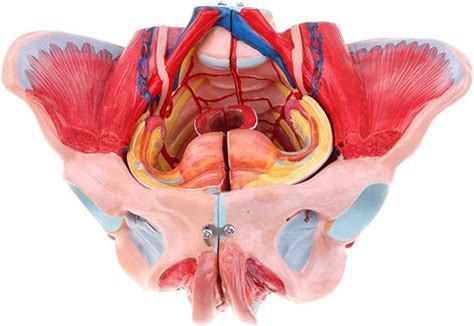 Body Model 10 Female Pelvis Anatomical Model Pelvis And Ligament ...