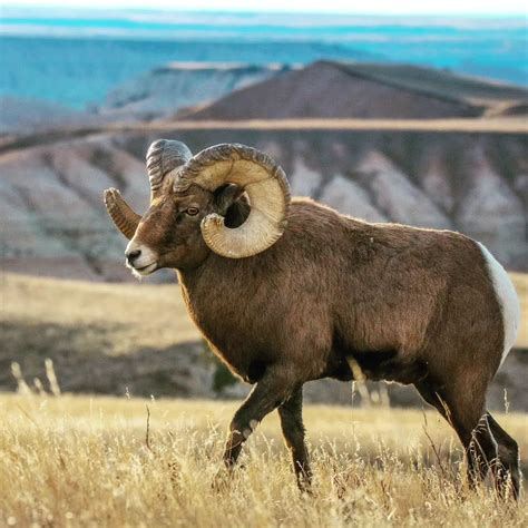 Nevada state animal desert bighorn sheep – Artofit