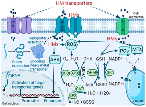 Research Progress in the Joint Remediation of Plants–Microbes–Soil for ...