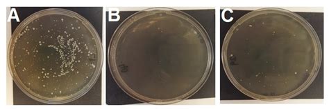 Genes on the Move: In Vitro Transduction of Antimicrobial Resistance ...