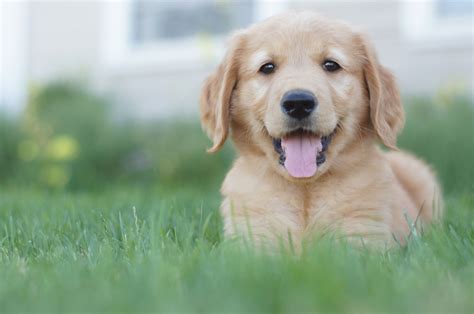 teach a puppy lie down