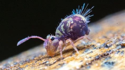 Image result for Springtail Jump