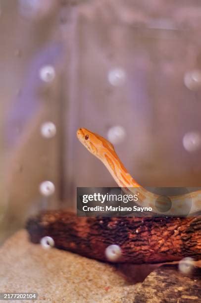 Image result for Burmese Python On Tree