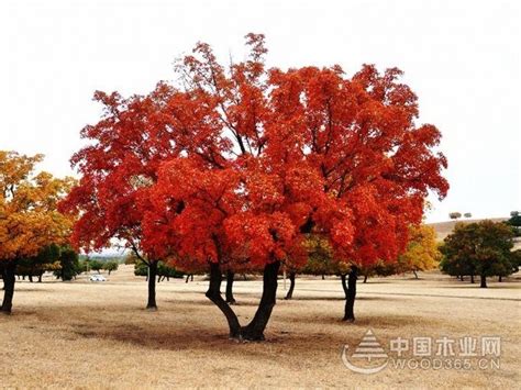 红枫树哪个品种最好(红枫有多少种品种)-参考网