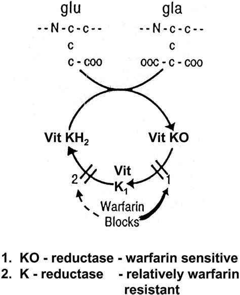 Warfarin Mechanism Of Action