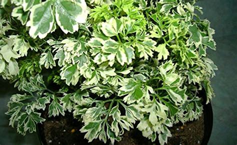 Earth and Plants Nursery Ming Aralia/Oak Leaf Aralia/Polyscias ...