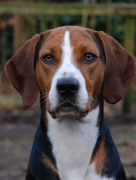 Hamiltonstövare (Hamiltonstovare), Hamilton Hound, Swedish Foxhound #Dogs #Puppy | Foxhound dog ...
