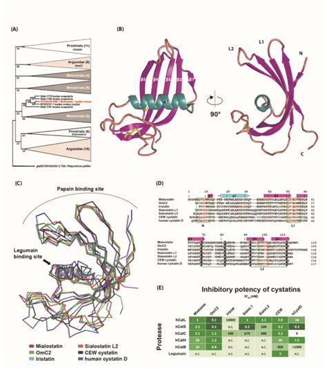 Mialostatin, a Novel Midgut Cystatin from Ixodes ricinus Ticks: Crystal ...