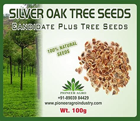 Bokashi Bran Silver Oak Grevillea Robusta Tree Seeds, 100 g : Amazon.in ...