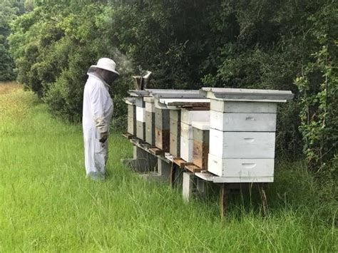 Zachary BeeKeepers Association , 1900 Church St, Zachary, LA, 5 ...