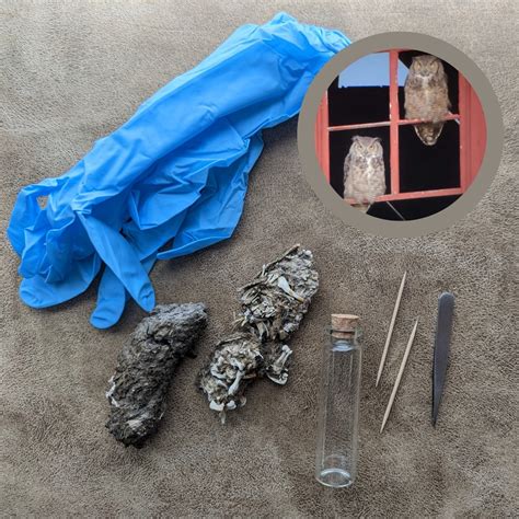 Owl Pellet Dissection Kit Everything You Need Great Horned Owl Pellets ...
