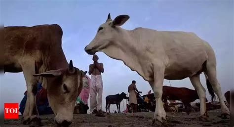 Min: No plan yet to scrap anti-cow slaughter law | Bengaluru News ...