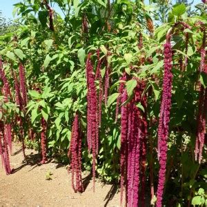 XOLDA Amaranthus Love Lies Bleeding Seed Price in India - Buy XOLDA ...