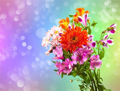 関連する画像の詳細をご覧ください。Bright flower bouquet stock image. Image of elegance - 21366941