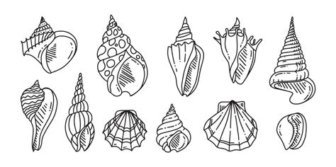 Image result for Shell Shape Outline