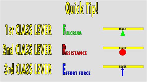 Image result for 3rd Class Lever Examples