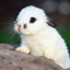 Image result for Cute Bunny Background 5G