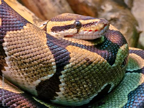 Image result for Non Venomous Snake Reticulated Python